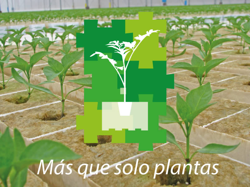 COLABORADORES-PLANTANOVA-PLANTULA-DE-PIMIENTO